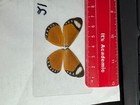 Uno 21  A   A   Sale  Noctuidae Super Closeout Sale