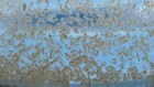 3k Daphnia Magna - Free 1-2 Day Shipping 