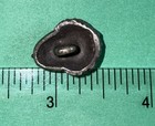 Vintage Realistic Acorn Oak Tree Nut Signed C     Cast Pewter Shank Button-w1p