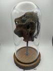 Vintage Shrunken Head Replica Hand Made Art