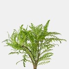 Hygrophila Pinnatifida - Easy Live Aquarium Pond Aquatic Plant