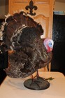 Turkey Mount Taxidermy Tom Jake Whitetail Deer Shed Antler Log Cabin Decor Mule 