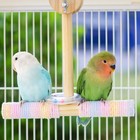 Bird Cotton Rope Perches Parrot Swing Toys Interactive Play Toy With Perch Cage