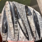        Nice Orthoceras Plate 6    X 5    Polished Devonian Fossils 2 Pounds 6 Ounces