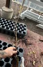 Pakistan Long Mulberry Tree     Morus Macroura - Live Plant