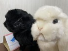 13  White   Black Lop Set Realistic Plush Doll Hansa Bh7024   Bh8142 Rabbit