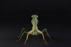 Live Giant Shield Mantis L2 l3 Nymph Rhombodera Stalli