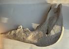 Lot Of 2 Real Horse Lower Jaws- Large Animal Taxidermy Skeleton Bones