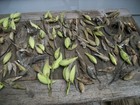 Lot 0f 150 -  2026 Organic Milkweed Pods W seeds