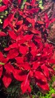 6 Stems Ludwigia  super Red Mini  - Submersed Grown Aquarium Plant