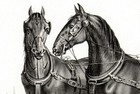 Horse Norman Cob Draft Very Rare Antique 1840s Fine Copper Engraving Print