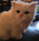  Realistic Persian Cat Animals Models Stuffed Plush Dolls Toy Fluffy Rabbit Fur