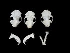  3  Real Mink Skulls Damaged Lot Beetle Cleaned Taxidermy Art