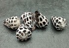 Medium Hebrew Cone Seashells Conus Ebraeus  5 Shells Approx  1  Inches 