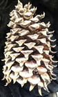Huge    California Mountain Coulter Pine Widowmaker 13-14  Inch Pinecone Cone