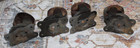 Antique Cast Iron Metal Casters Industrial 3 1 2  Wheels Swivel Set Of 4