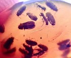 Dozens Large Extinct Beetle      Rare 99myo Burmite Amber Fossil Bug Dinosaur Age