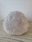 Large Natural Brain Coral Vintage Salt Water Fossil Heavy 10 2 Lbs 9 5 Wide