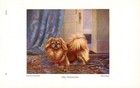 Antique Pekingese Print 1930s Ward Binks Pekingese Art Illustration 6023d