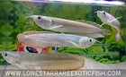 Silver Arowana   Osteoglossum Bicirrhosum - Live Aquarium Fish