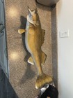 Taxidermy Trophy Walleye Mount Real Skin 30     Very Nice Piece
