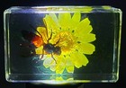 44mm Real Honeybee On Golden Flower In Clear Lucite Resin Scenery Diorama Decor