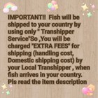 Devil Halfmoon Plakat Male - Import Live Betta Fish From Thailand