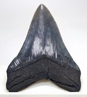 4 10     Megalodon Shark Tooth - Real Fossil - Sc River Find - No Restorations