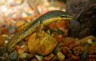 Six  6  Live Eastern Newts