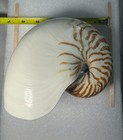 Chambered Nautilus Shell Large 