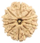 10 Mukhi Rudraksha - Nepal - 22 37 Mm - Igl Certified