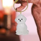 Clear Puppy Hair Memorial Keepsake Capsule Pet s Dog Fur Container Diy Pendant_w