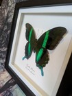 Green Peacock Swallowtail  papilio Blumei  Entomology Shadow Box Frame Taxidermy