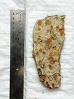 Large Double Sided Sea Urchin Fossil  33 Million Yr Old Salina
