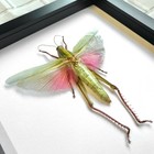 The Rosea Grasshopper  chondracris Rosea  Shadow Frame Display Beetle Insect