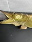 Vintage 39    Real Skin Northern Pike Fish Taxidermy Mount Muskie Crappie