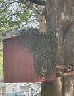 Honeybee Swarm Trap W  Integrated Hanging Bracket    Free Bees  