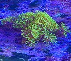 Green Star Polyps  gsp   Live Saltwater Soft Coral Frag For Reef Aquarium