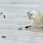 Nano Newton Interactive Sensory Vibration Toy For Cats Moving Bug Insect Pet