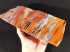 Big Free Standing Polished Deep Red Petrified Rainbow Wood Fossil Arizona 1791gr