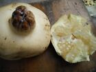 1 Pack 50 White Pomegranate Seeds Punica Granatum Megranate Organic