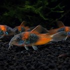 5 Pack Orange Venezuelan Corydoras - Live Arrival Guarantee   Usa Farm