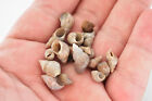 4 Oz  400  Philippine Brown Melissa Shells Mini Seashells 1 4-1 2  Beach Crafts