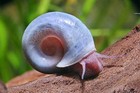 60  Live Ramshorn Snails Feeders Pea Puffer Food  Algae   Detritus Eaters Fast
