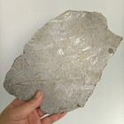 Aletai Iron Meteorite 470 0 Grams Thin Cut Slabs Fusion Crust Etch Glaze Seal