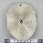 Large Natural Sea Urchin Test Shell Cuba Unbleached 12 5cm Marine Specimen