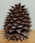 Large 8  Tall X 7 5  Across Coulter  widow-maker  Pine Cone From Southern Oregon