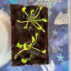 Natural Live Moss Plants Three Type For Reptile Terrarium Indoor Plant Fish Tank