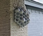 Chemical Free Wasp Nest Decoy Hornet Deterrent Gray Pack  Of 10