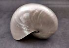 Pearlized Nautilus Seashell Polished Nautilus  1 Shell Approx  5  Inches 